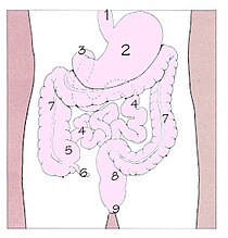 Schéma tráviacej rúry človeka. 1. pažerák, 2. žalúdok, 3. dvanástnik, 4. tenké črevo, 5. slepé črevo, 6. červovitý prívesok, 7. hrubé črevo, 8. konečník, 9. análny otvor