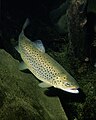 Actinopterygii: Salmo trutta (Salmonidae)