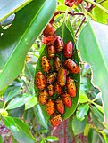 Mangrove jewel bug adults on a river poison tree leaf