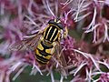 pestřenka černonosá Helophilus pendulus