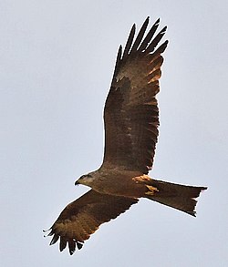 Svartglente, Milvus migrans Foto: Ferdinand Grassmann