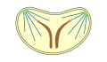 closed intranuclear pleuromitosis