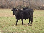 photo couleur d'une vache totalement noire à longues cornes. L'allure farouche confirme une silhouette d'aspect sauvage.