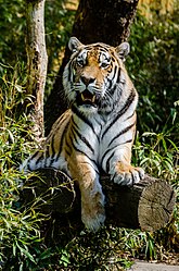 Sibirischer Tiger im Zoo Münster (von Tuxyso)