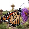 Monarch butterfly