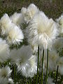 Scheuchzers Wollgras (Eriophorum scheuchzeri)