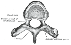 Vertebra thoracica