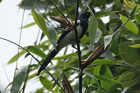 Tietinga na Serra do Mar, Brasil