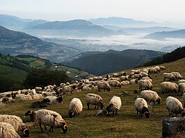 Grazende schapen in Arnéguy