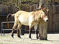 Przewalski's horse