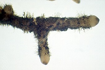 Rhizome avec rhyzoïdes de Psilotum nudum.