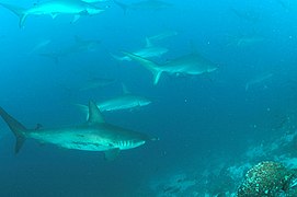 Requins-marteaux sur l'île Wolf.