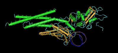 Stat1(CANDF7 mutation on Chromosome 2q32)