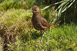 Tristanski drozd (Turdus eremita)