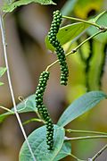 File:Black Pepper (Piper nigrum) fruits.jpg (2013-03-26)