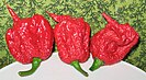 Carolina Reaper