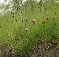 Dianthus carthusianorum