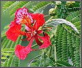 Fleur de Delonix regia