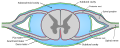 Diagrammatic transverse section of the medulla spinalis and its membranes.