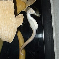 Description de l'image Hippocampus_abdominalis_(white).jpg.