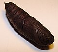 Chrysalis/Pupa