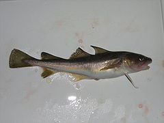 Microgadus tomcod