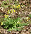 Echte Schlüsselblume (Primula veris)