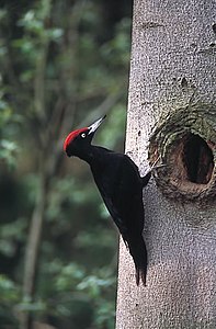 Spessart bedeutet „Spechtswald“