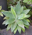 Agave attenuata