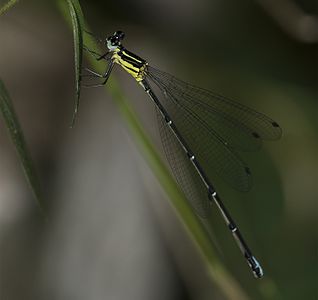 Caconeura ramburi female