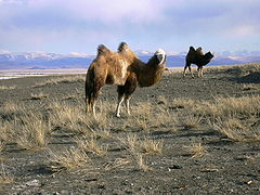 Chuya Steppe, Altai Mountains, Russia