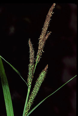 Pelkinė viksva (Carex acutiformis)