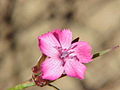 Dianthus giganteus