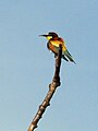 Merops apiaster (Abellerol Europeu)