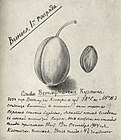 Страница из дневника И. В. Мичурина, 1904 год.