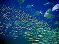 Image 22Predator bluefin trevally sizing up schooling anchovies (from Coastal fish)