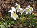 Helleborus niger