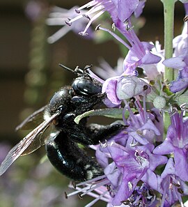 Xylocopa micans ip e blomme van e Vitex-sôorte