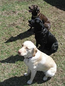 Tiga ekor anjing pengutip Labrador: Kuning, hitam, dan coklat