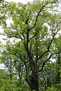 Photo couleur d'un arbre au tronc brun foncé et aux branches ramifiées, supportant des feuiles vertes, sur fond de ciel nuageux.