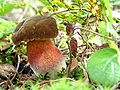 Hřib kovář Boletus luridiformis