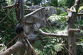 Primate exhibit.