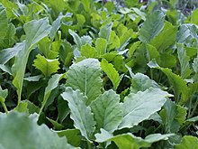 A field of collards.