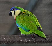 A green parrot with blue-edged wings and white cheeks and throat