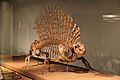 Edaphosaurus