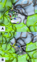 Figure 3 Active Site of ODC Formed by Homodimerization (Green and White Surface Structures) (A) Ornithine in the Active Site of ODC, Cys-360 highlighted in yellow (B) Product of Eflornithine Decarboxylation bound to Cys 360 (highlighted in yellow). The pyrroline ring blocks ornithine from entering the active site[31]