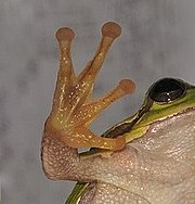 Finger eines Laubfroschs als Vertreter der Amphibien, einer Schuppenechse als Vertreter der Reptilien und eines Menschen als Vertreter der Mammalia