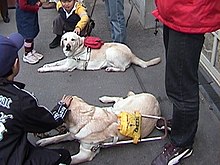 Two large, light-colored dogs rest on the pavement