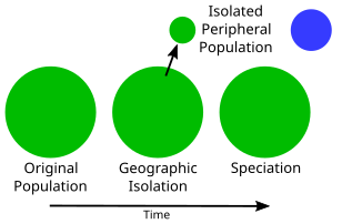 Simple model of speciation from isolation