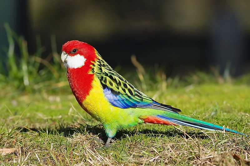 Eastern Rosella (male)